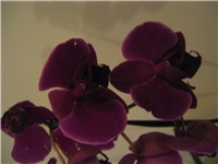 38138a2c-Picture 023.jpg